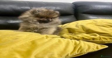 Pomeranian dogs Mini🐻Teddy Bear Face🏆Champion Lines - Advert 6