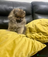 Pomeranian dogs Mini🐻Teddy Bear Face🏆Champion Lines - Advert 3