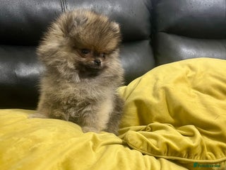 Pomeranian dogs for sale: Mini🐻Teddy Bear Face🏆Champion Lines - Advert 2