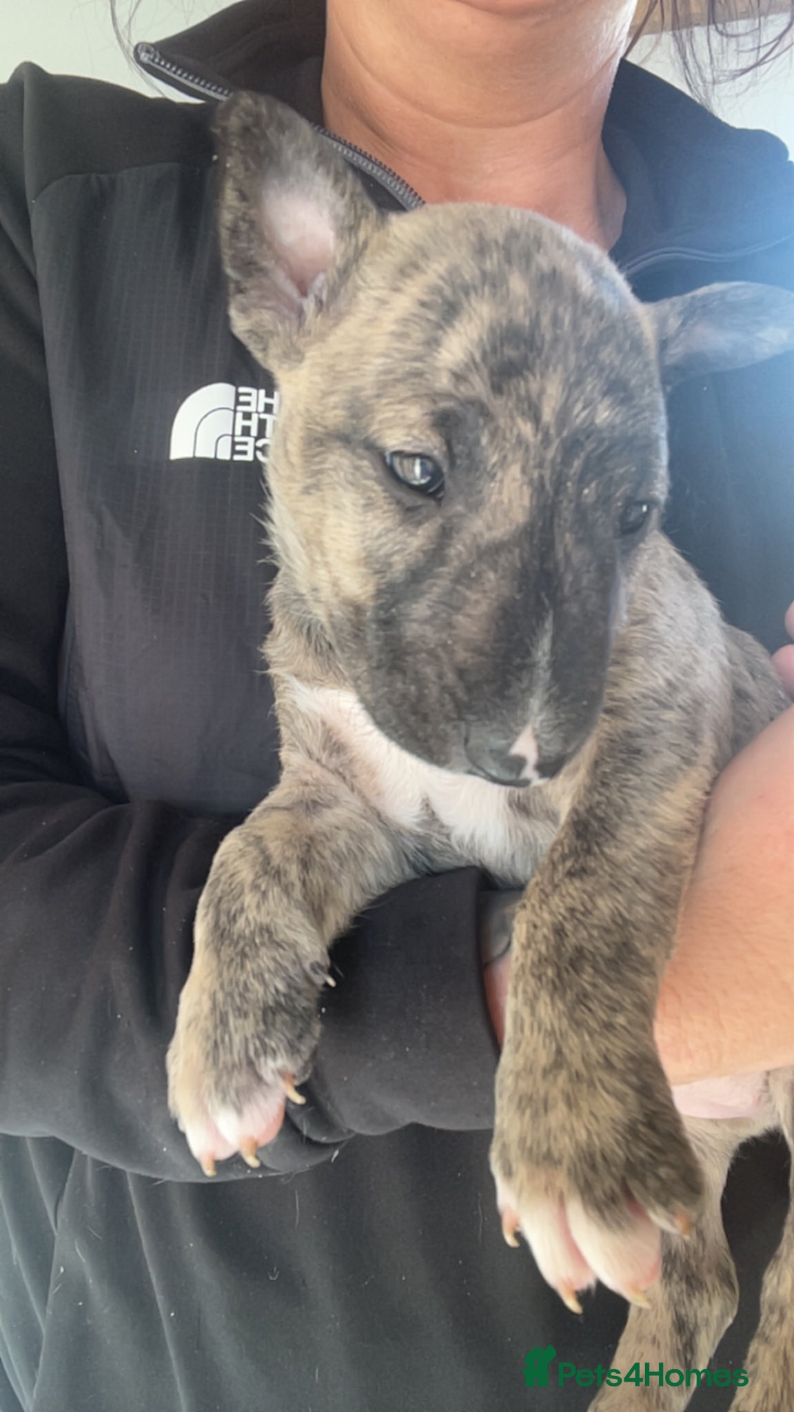English Bull Terrier dogs for sale: *One Left* KC Reg English Bull Terrier Pups  - Advert 4