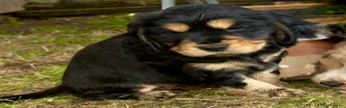 Cocker Spaniel 2