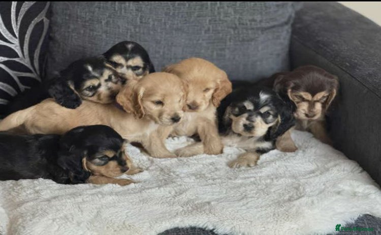 Cocker Spaniel dogs - Advert 1