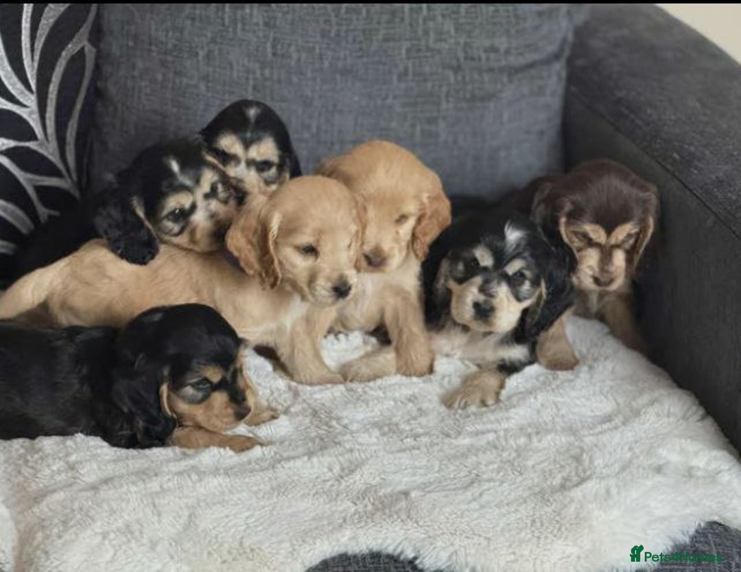 Cocker Spaniel dogs for sale: BEAUTIFUL COCKER SPANIEL PUPPIES - Image 1