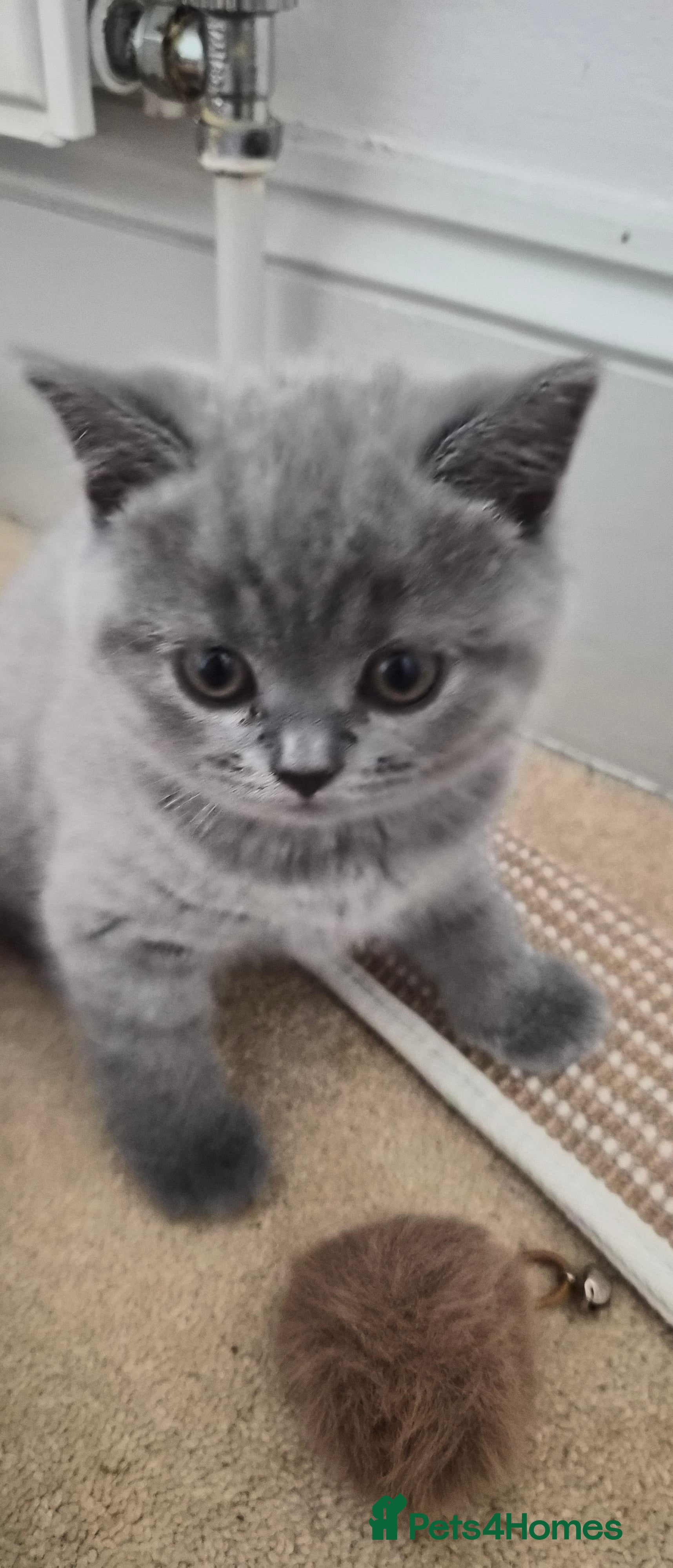British Shorthair cats GCCF registered BSH kittens for adoption - Advert 2