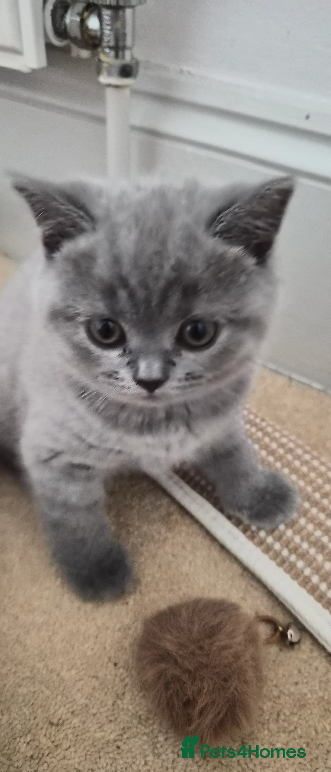 British Shorthair cats for sale: GCCF registered BSH kittens for adoption - Advert 2