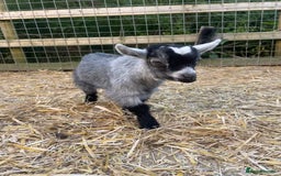 Goats livestock for sale: Pygmy nanny and wether kid - Image 5