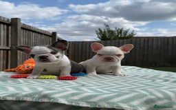 French Bulldog dogs for sale: Hikema X Cheeko (French bulldogs) - Image 34