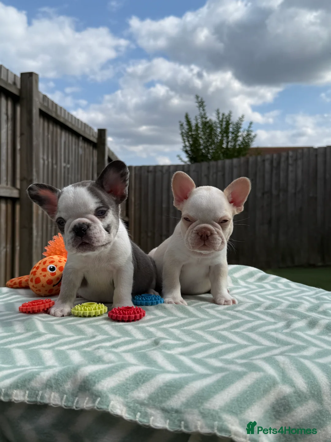 French Bulldog dogs for sale: Hikema X Cheeko (French bulldogs) - Advert 35