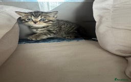 British Shorthair cats for sale: British Shorthair silver tabby and ginger - Image 7