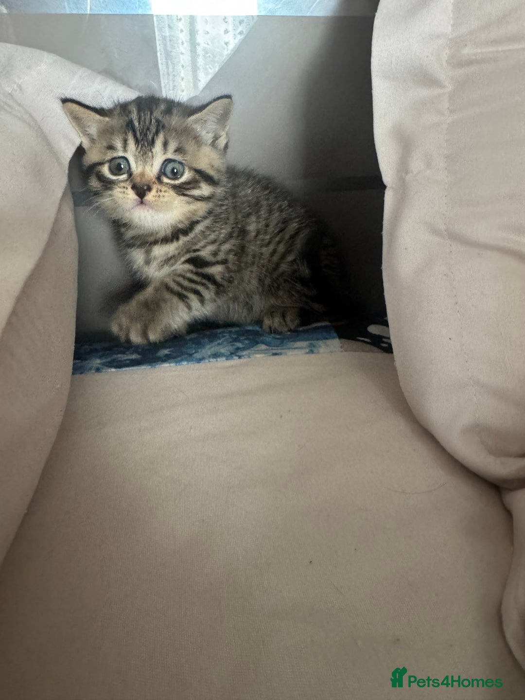 British Shorthair cats for sale: British Shorthair silver tabby and ginger - Image 7