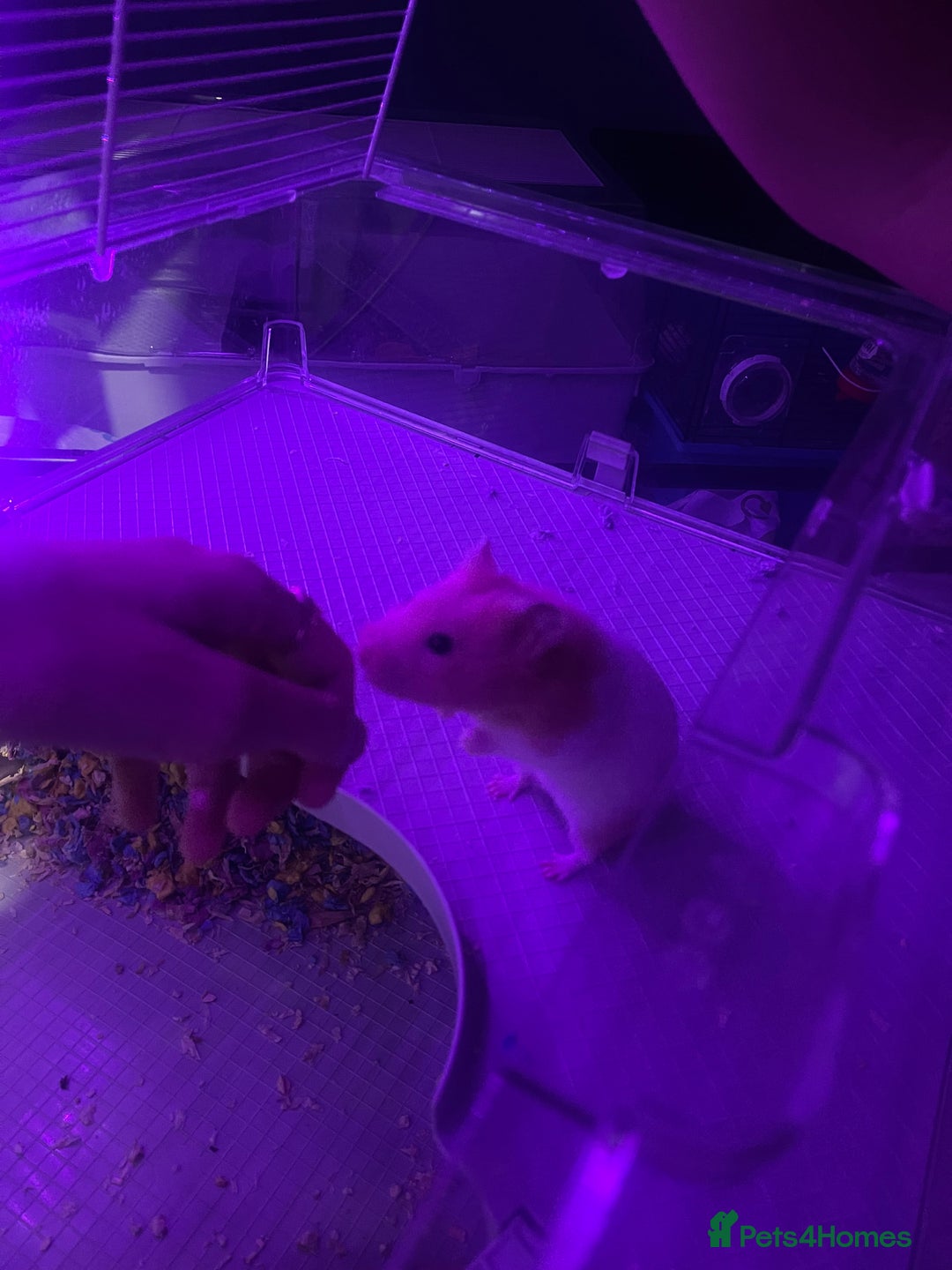 Hamster rodents for sale: Chunk the hamster  - Image 5