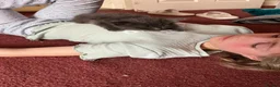 Mixed Breed cats for sale: Very friendly beautiful longhaired main coon cross - Advert 20