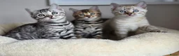 Bengal cats for sale: Gorgeous Rosetted Bengal Kittens  in Congleton - Advert 5