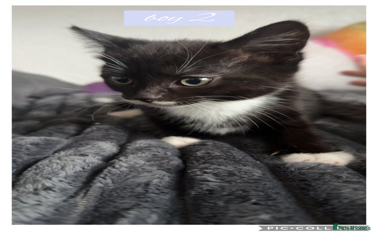 Domestic Shorthair cats kittens  - Advert 1