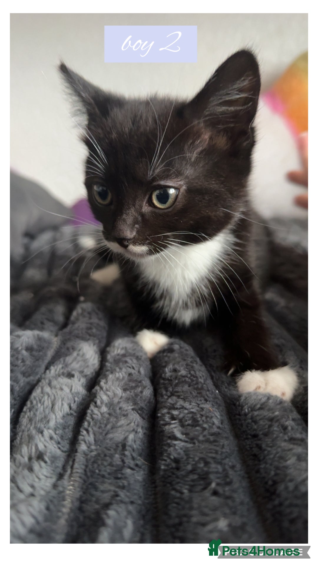 Domestic Shorthair cats for sale: kittens  - Advert 2