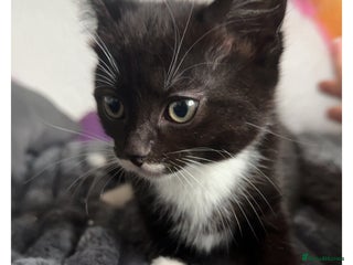 Domestic Shorthair cats kittens - Advert 3