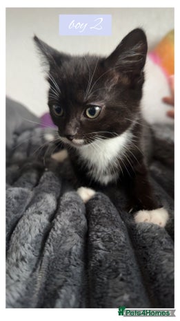 Domestic Shorthair cats kittens - Advert 1