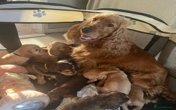 Cocker Spaniel dogs for sale: GORGEOUS SHOW TYPE SABLES COCKER SPANIAL PUPPIES - Image 21