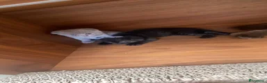 Scottish Fold 3