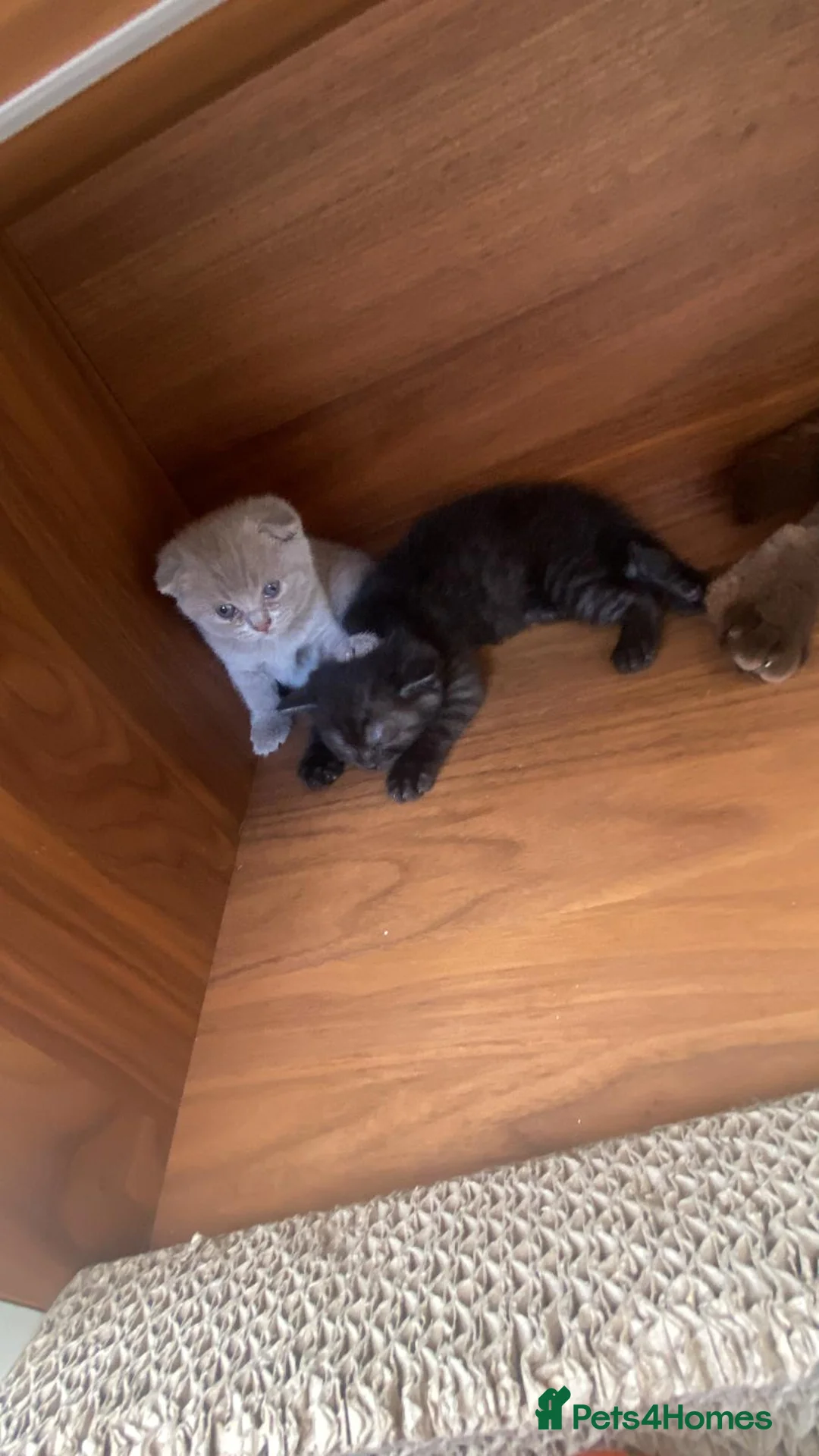 Scottish Fold cats for sale: Scottish fold kittens - Advert 2