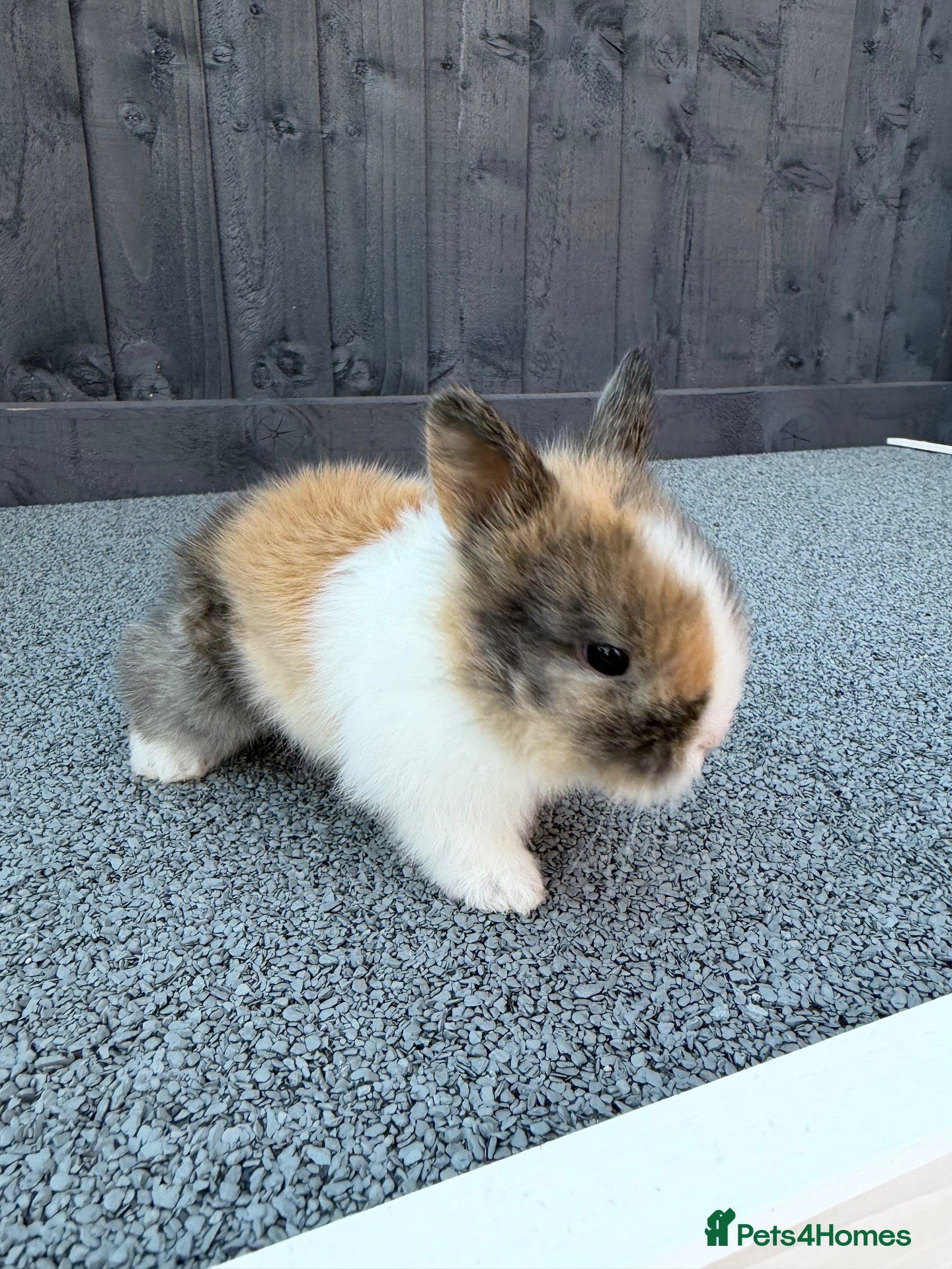 Lionhead rabbits Lionhead bunnies  - Advert 9