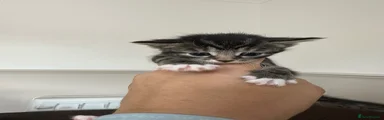 Mixed Breed Kitten 2