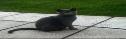 Russian Blue cats for sale: Four beautiful Russian blue kittens ❤️ - Advert 2