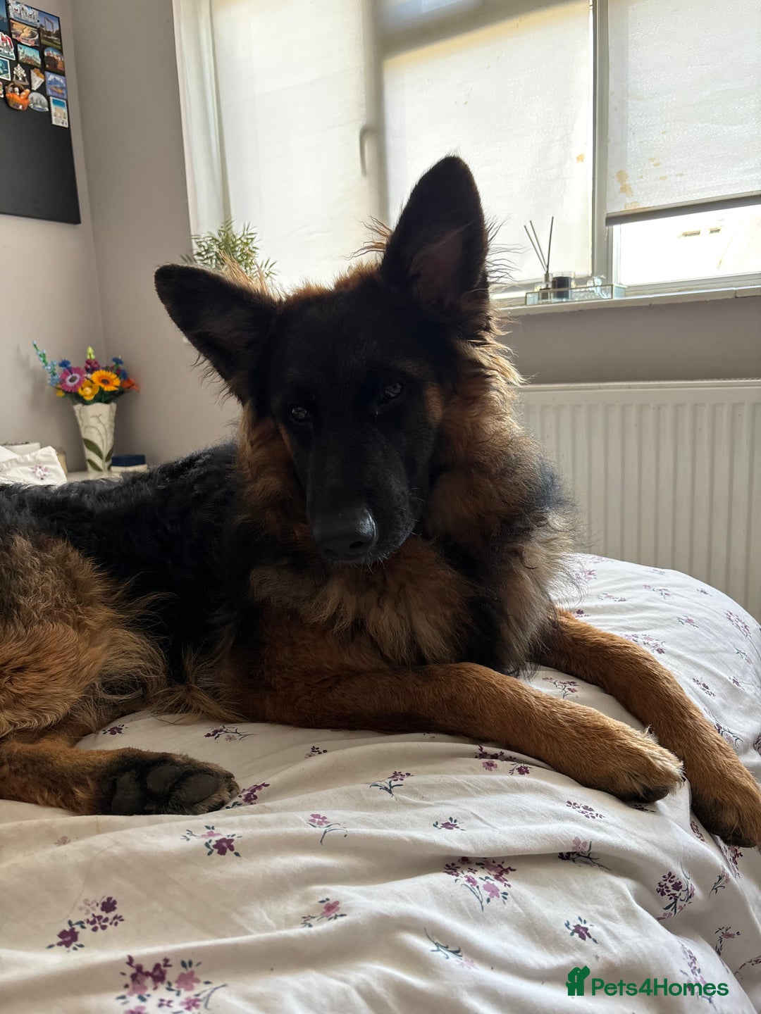 German Shepherd dogs for sale: Rehoming One-Year Old Male German Shepherd - Advert 28