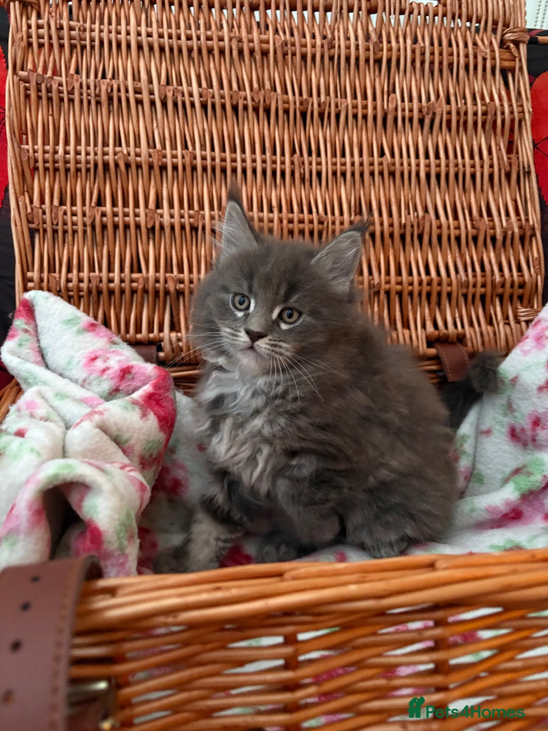 Maine Coon cats for sale: Maine Coon kittens  - Advert 7