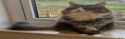 Maine Coon cats for sale: Maine coon/tabby for sale in Glasgow - Advert 2