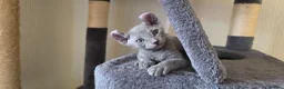 Sphynx cats for sale: Sphynx Elf & Peterbald Kittens - Advert 5