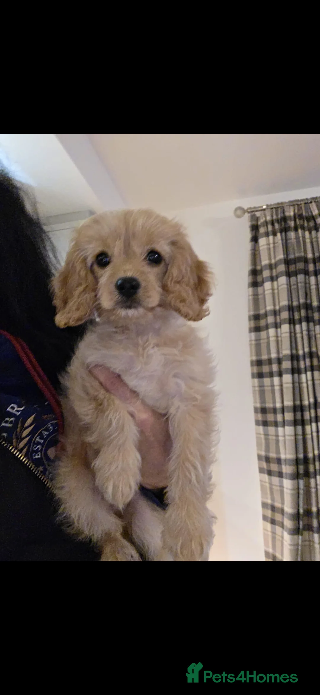 Toy Poodle dogs for stud: Toy poodle stud boy  in Blackburn - Advert 40