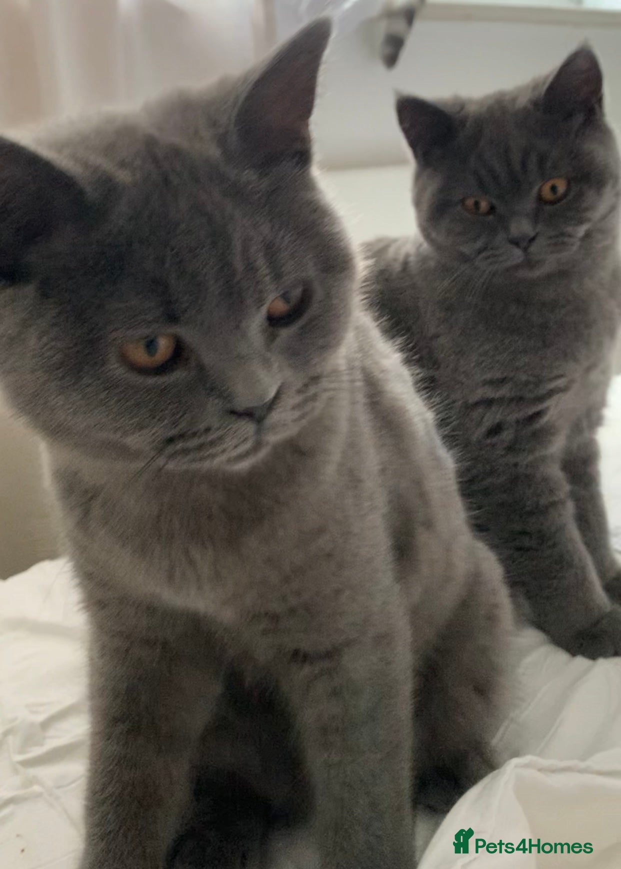 British Shorthair cats British Shorthair Blue Kittens 💛 Raised with Love - Advert 9