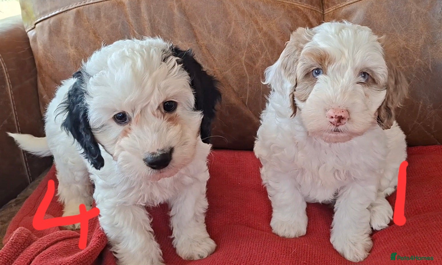 Cockapoo dogs F1 Cockapoo Pups  - Advert 1