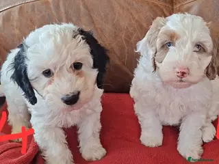 Cockapoo dogs F1 Cockapoo Pups - Advert 1