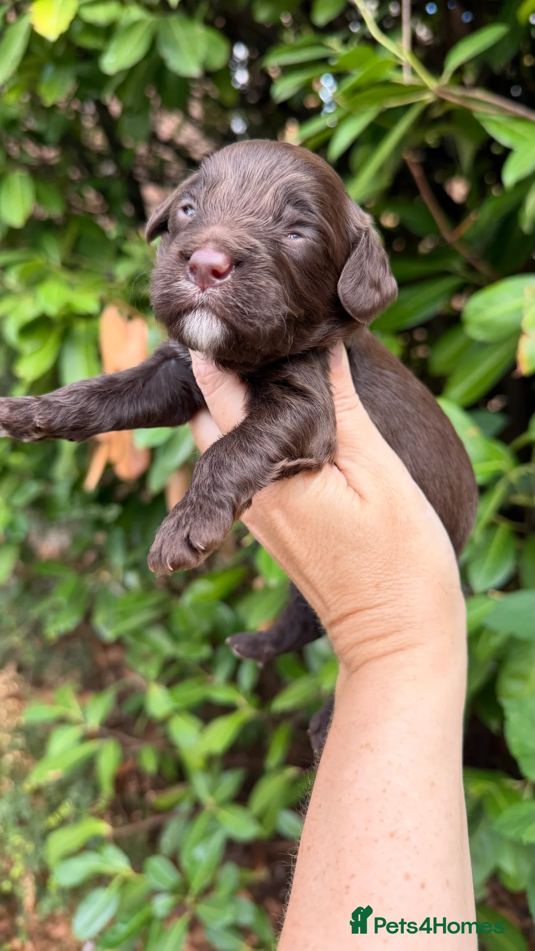 Cavapoo dogs for sale: Chocolate Cavapoos amazing quality - Advert 15