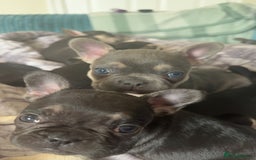 French Bulldog dogs for sale: FRENCH BULLDOG PUPPIES READY NOW!   🐾 - Image 15