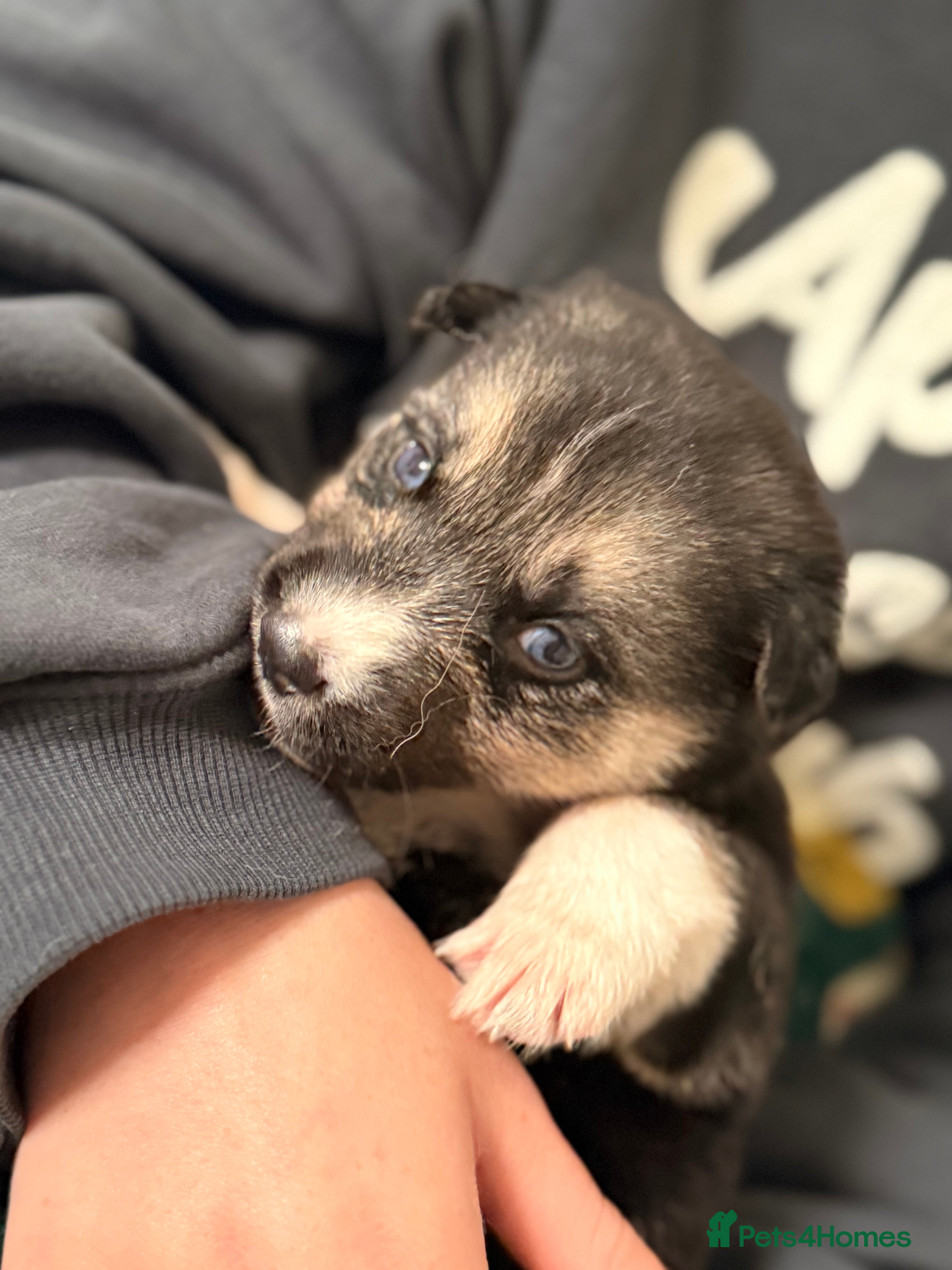 Shepsky dogs for sale: 7 beautiful shepskys in Kirkcaldy - Advert 2