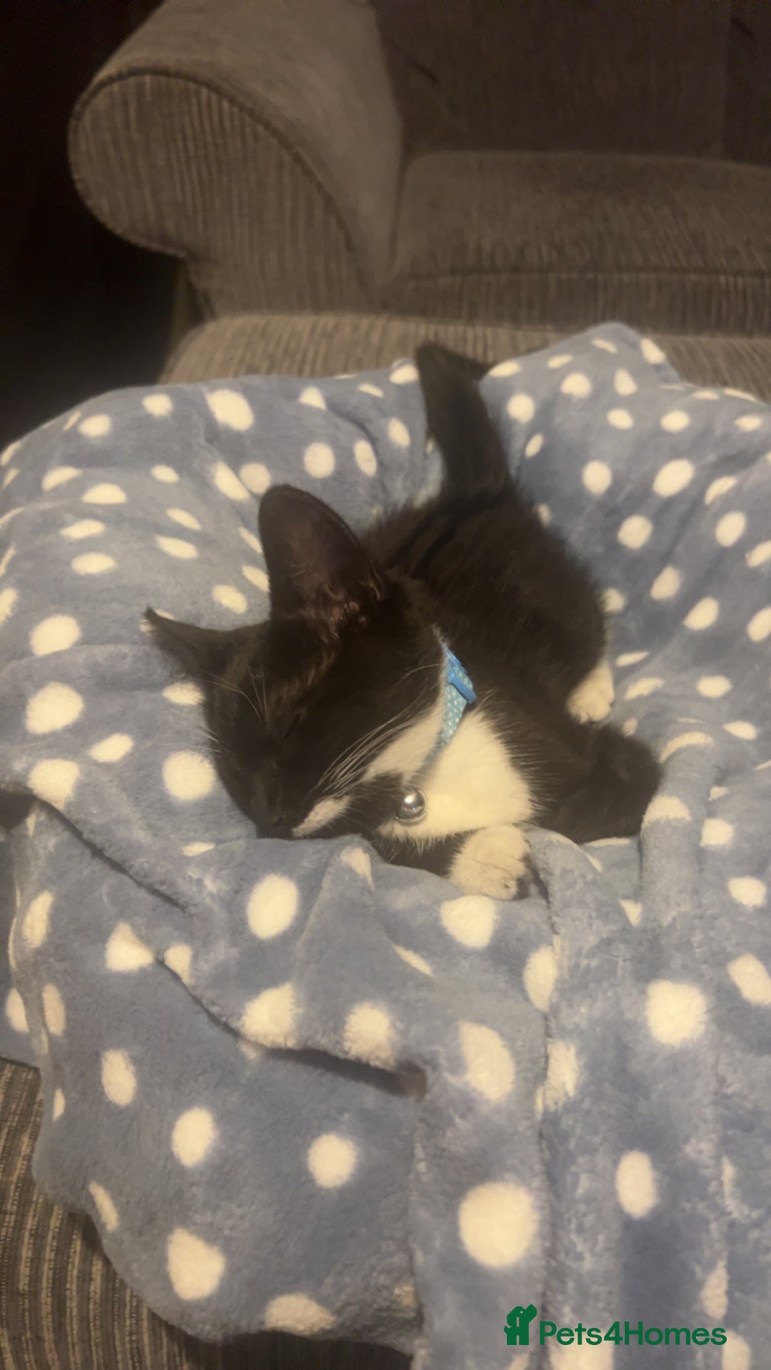 British Shorthair cats for sale: Tux needs a new home.  - Image 2