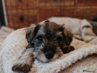 Miniature Schnauzer dogs Beautiful KC Reg. Miniature Schnauzer Puppies - Advert 1