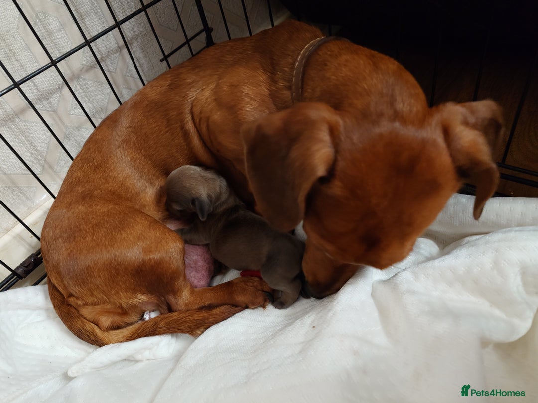 Miniature Dachshund dogs for sale: Beautiful girl, miniature dachshund  - Advert 8