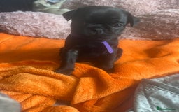 Pug dogs for sale: Pug puppies for sale  - Image 6