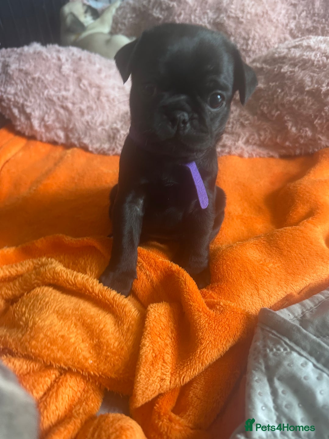 Pug dogs for sale: Pug puppies for sale  - Image 6