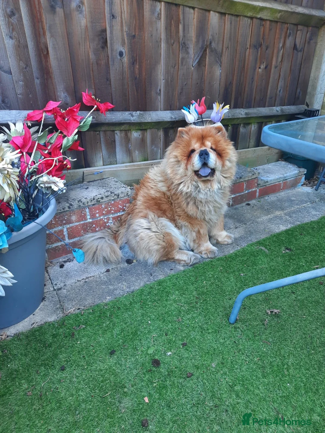 Chow Chow dogs for sale: Chow Chow  in Oxford - Advert 2