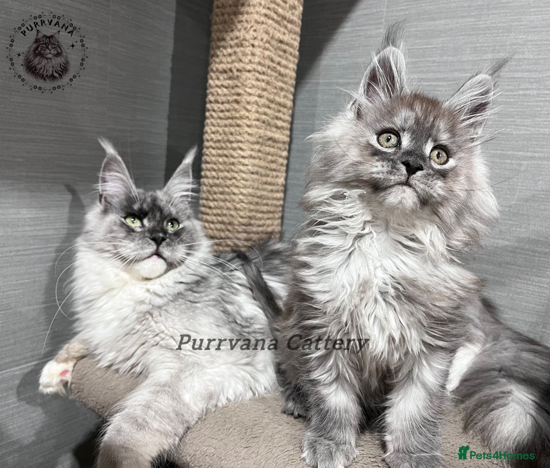 Maine Coon cats for sale: TICA registration Stunning Maine coon kittens - Advert 5