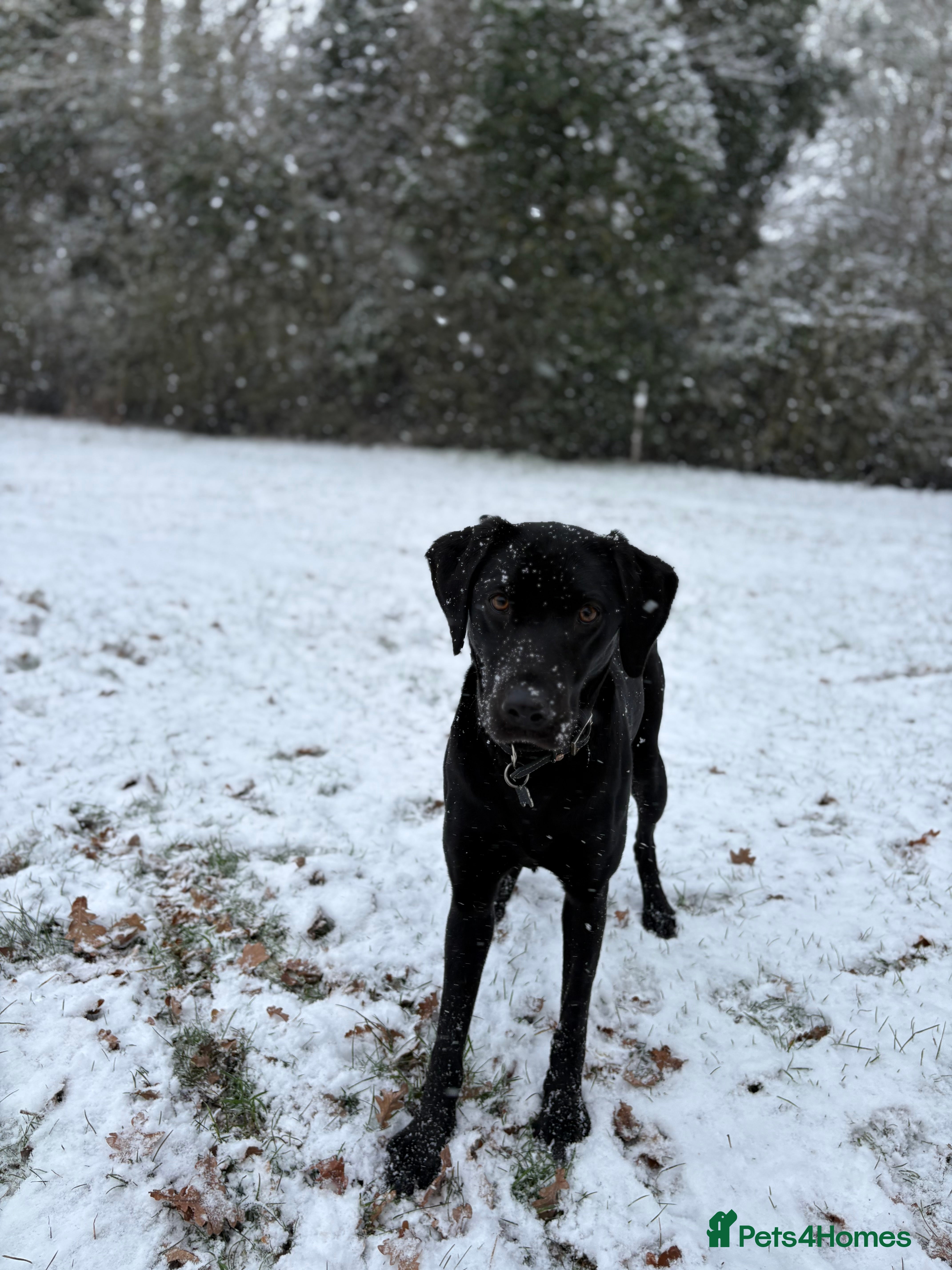 Labrador Retriever dogs Gorgeous kc registered Labrador puppies - Advert 15