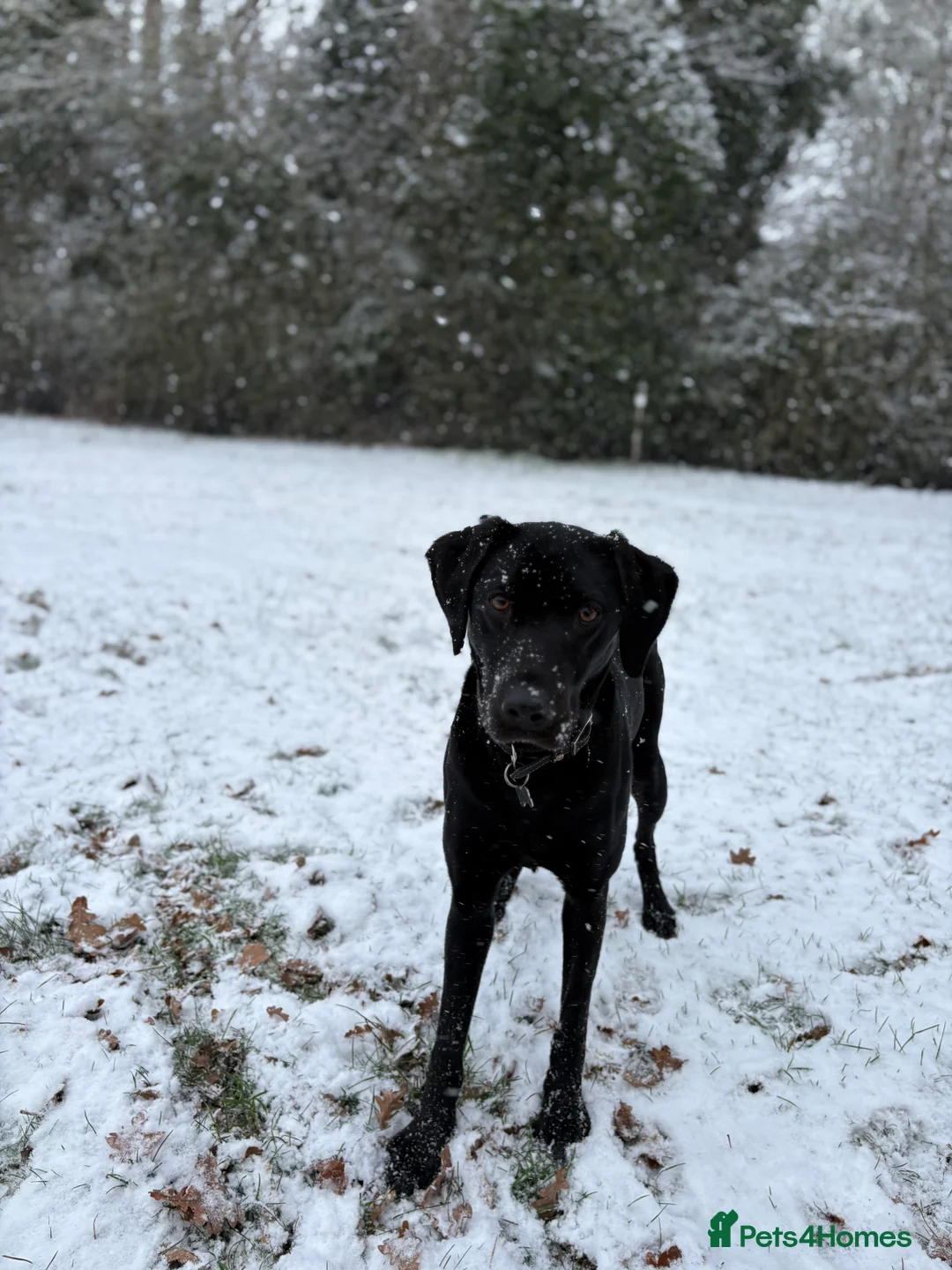 Labrador Retriever dogs for sale: Gorgeous kc registered Labrador puppies in Fakenham - Advert 1