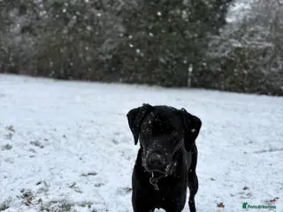 Labrador Retriever dogs Gorgeous kc registered Labrador puppies - Advert 15