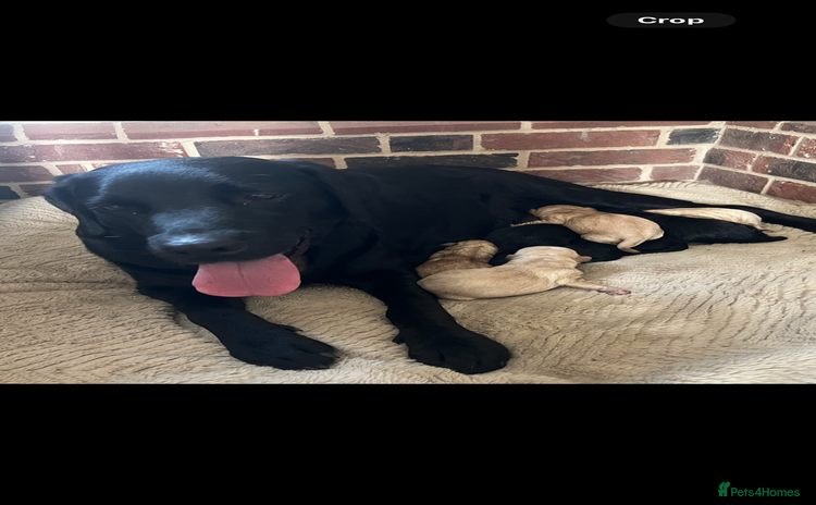 Labrador Retriever dogs Stunning Labrador puppies - Advert 1