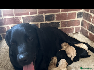 Labrador Retriever dogs Stunning Labrador puppies - Advert 2